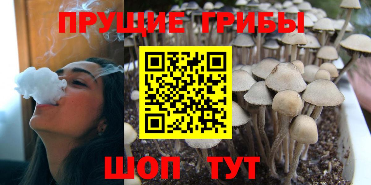 Галлюциногенные грибы Cubensis Удомля